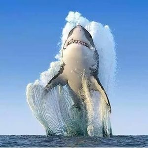 Meet your Posher, Carlos